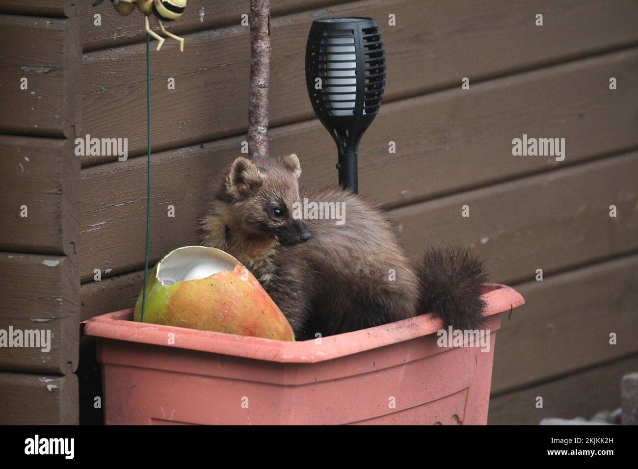 Martora di pino europeo (martes) ad una pera di alimentazione in una scatola di fiori, Allgäu, Baviera, Germania, Europa Foto Stock