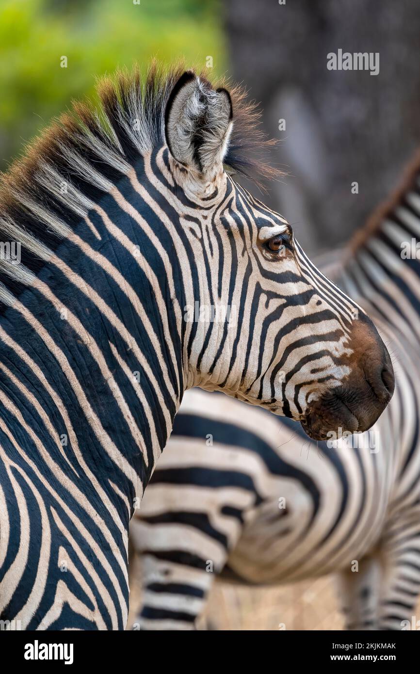 Pianure Zebra della sottospecie zebra di crawshay (Equus quagga crawshayi), ritratto animale, occhio, pupilla, ciglia, Luangwa meridionale, Zambia, Africa Foto Stock