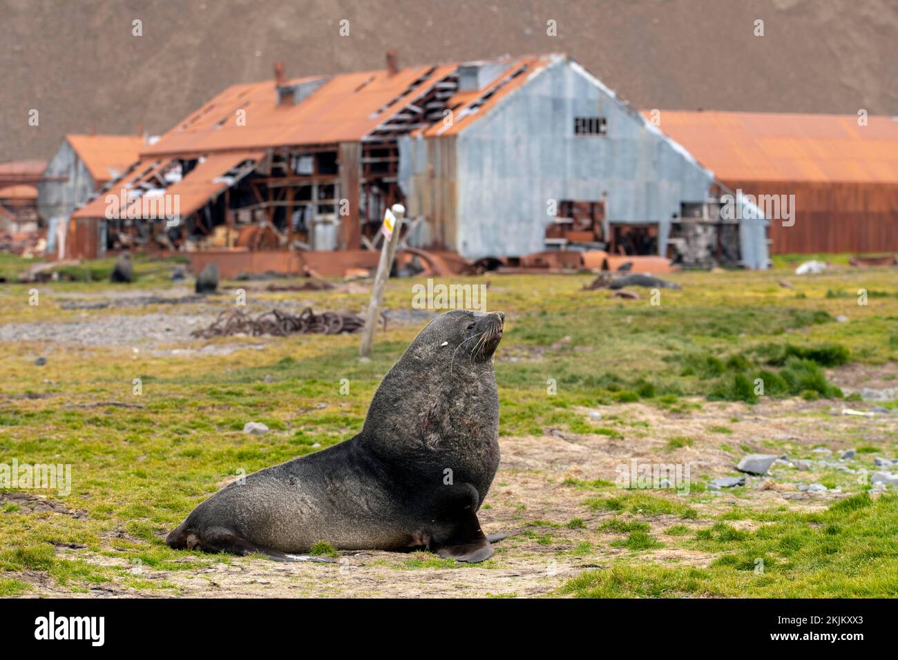 Sea Bears Stromness Bay South Georgia con Whaling Station Foto Stock