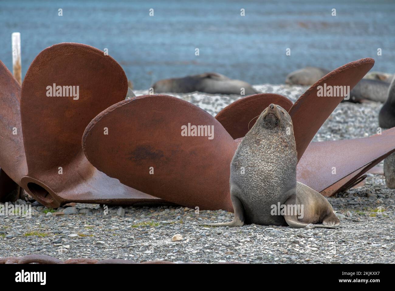 Sea Bears Stromness Bay South Georgia con Whaling Station Foto Stock