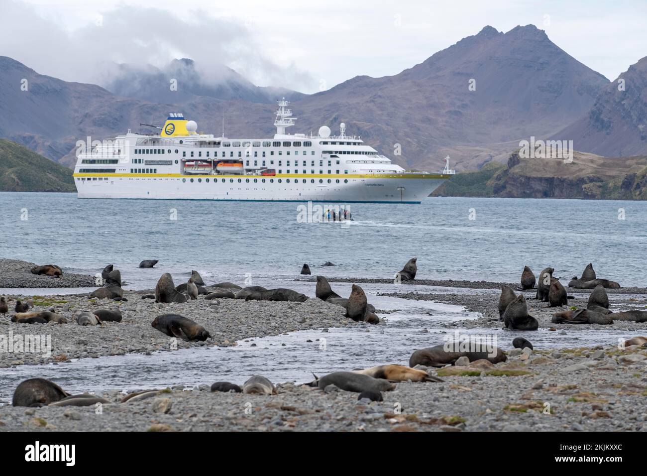 Nave da crociera con Sea Bears Stromness Bay South Georgia Foto Stock