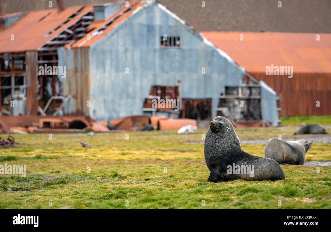 Sea Bears al largo della South Georgia Whaling Station Stromness Bay Foto Stock