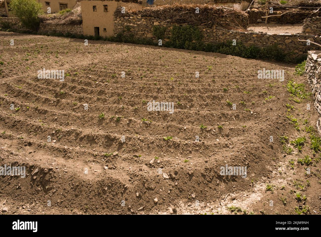 Paesaggio agricolo in regioni desertiche fredde della valle di Zanskar di Ladakh Foto Stock