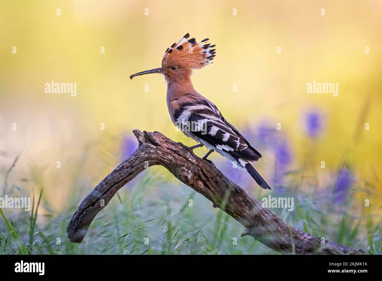 Hoopoe (Upupa epops) con piccolo bruco come preda, foraggio, alba, luce solare, atmosfera di primavera, Fiore di prato, prato fiorito, alimentazione, uccello Foto Stock