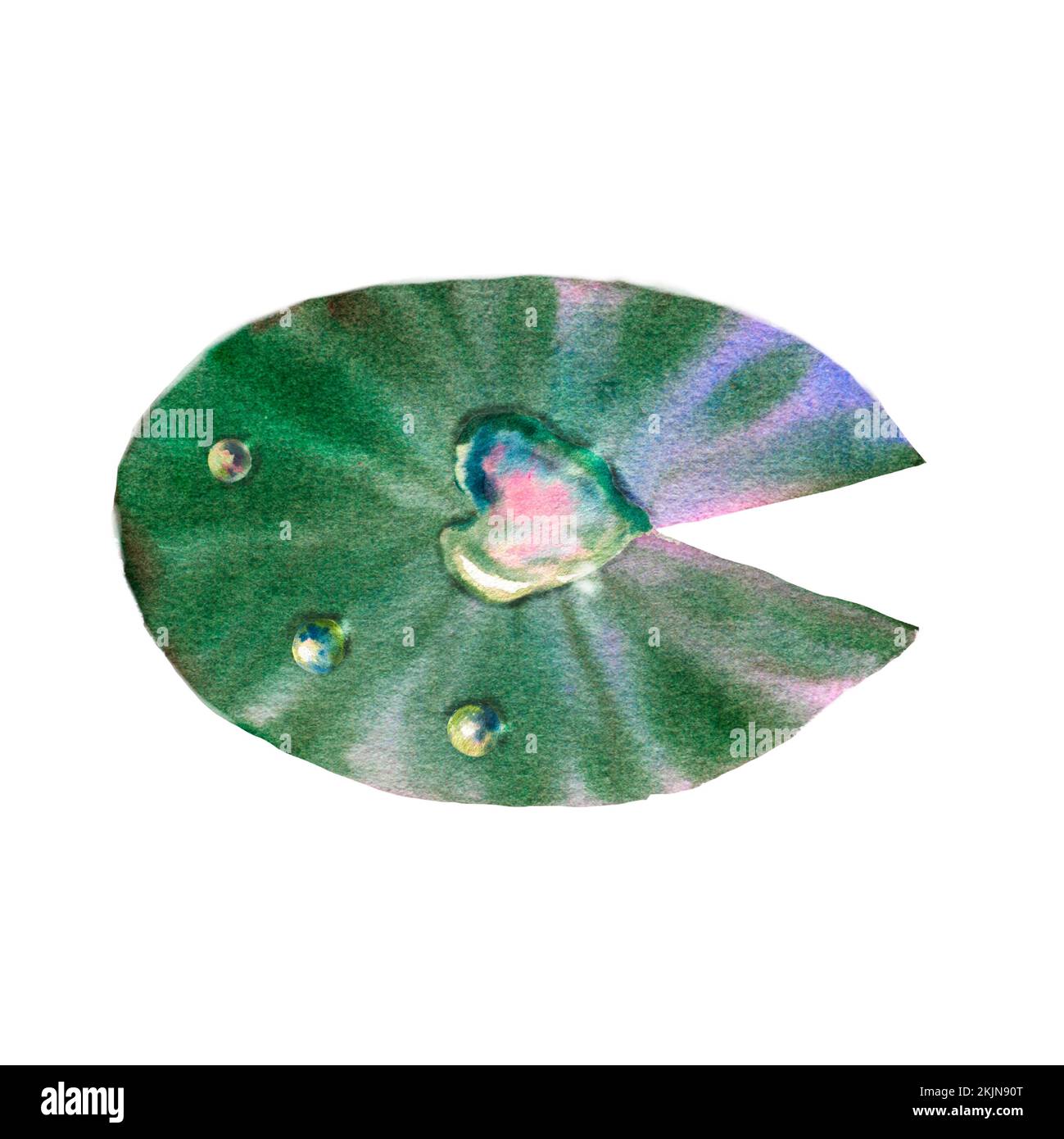 foglia di giglio verde con gocce di rugiada su un isolato sfondo bianco, clivpart acquerello Foto Stock