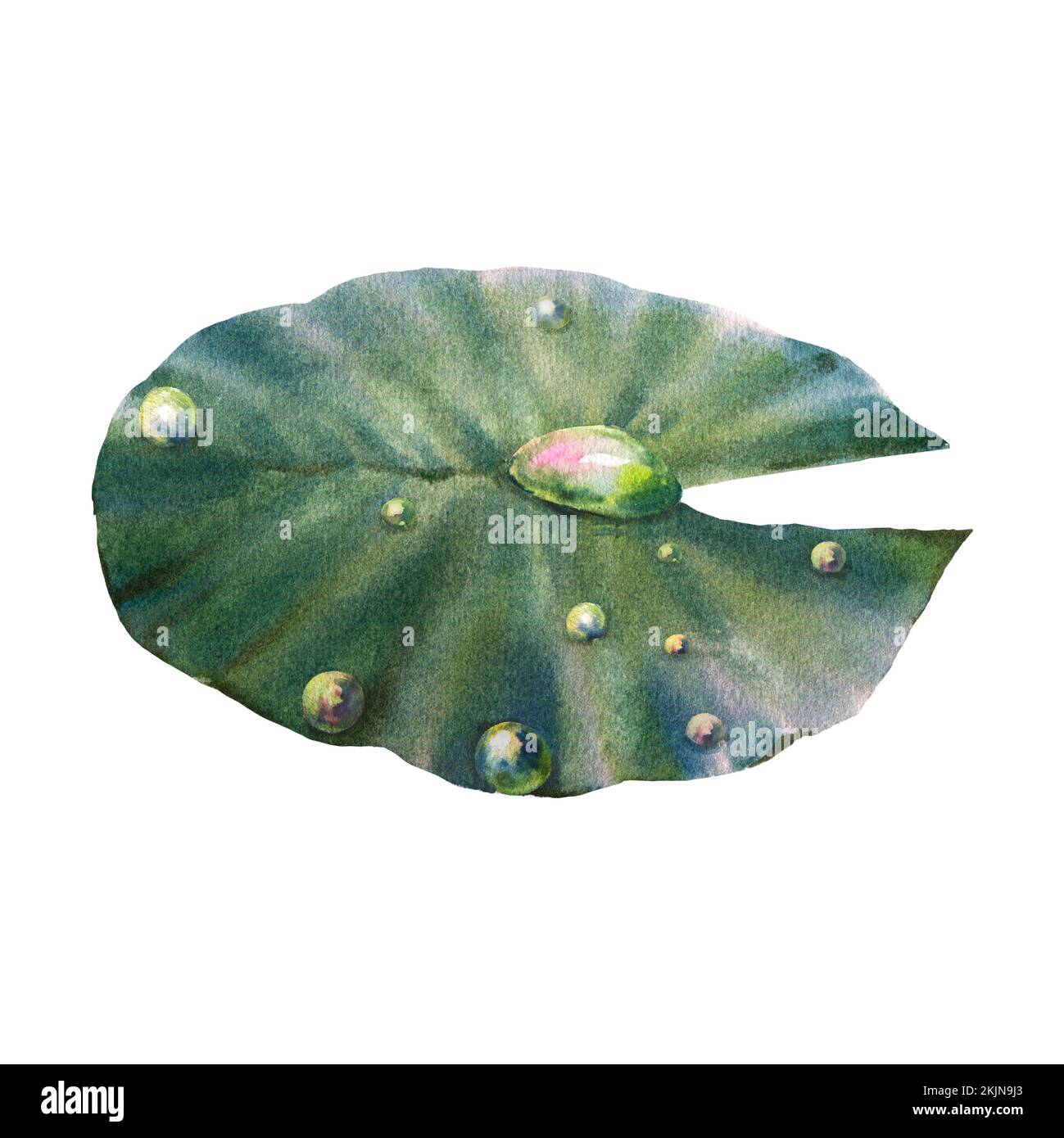 Acquarello di giglio illustrazione botanica disegnata a mano. Acqua stagno pianta foglia su un isolato sfondo bianco. Foto Stock