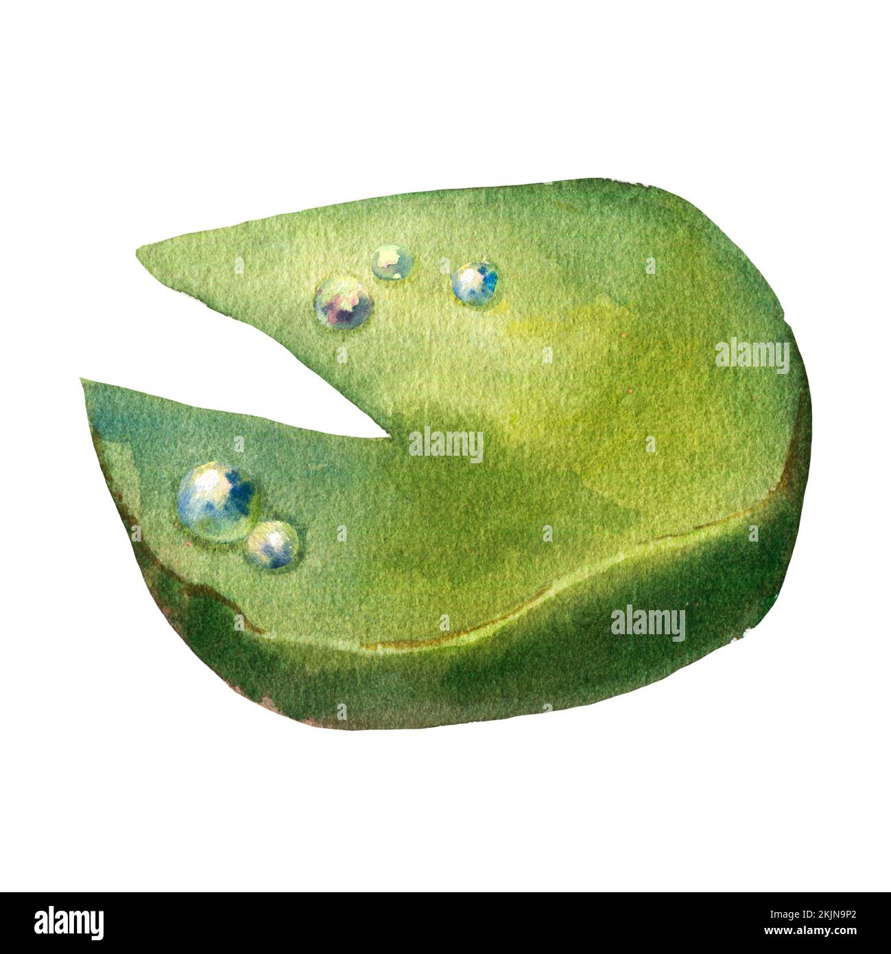 foglia di giglio verde con gocce di rugiada su un isolato sfondo bianco, clivpart acquerello Foto Stock