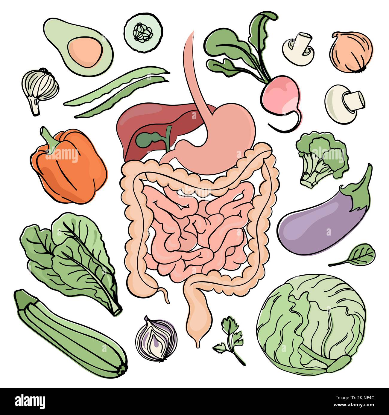 TRATTO GASTROINTESTINALE VEGAN Medicina Educazione Nutrizione umana Vector Illustrazione Dieta Set Illustrazione Vettoriale