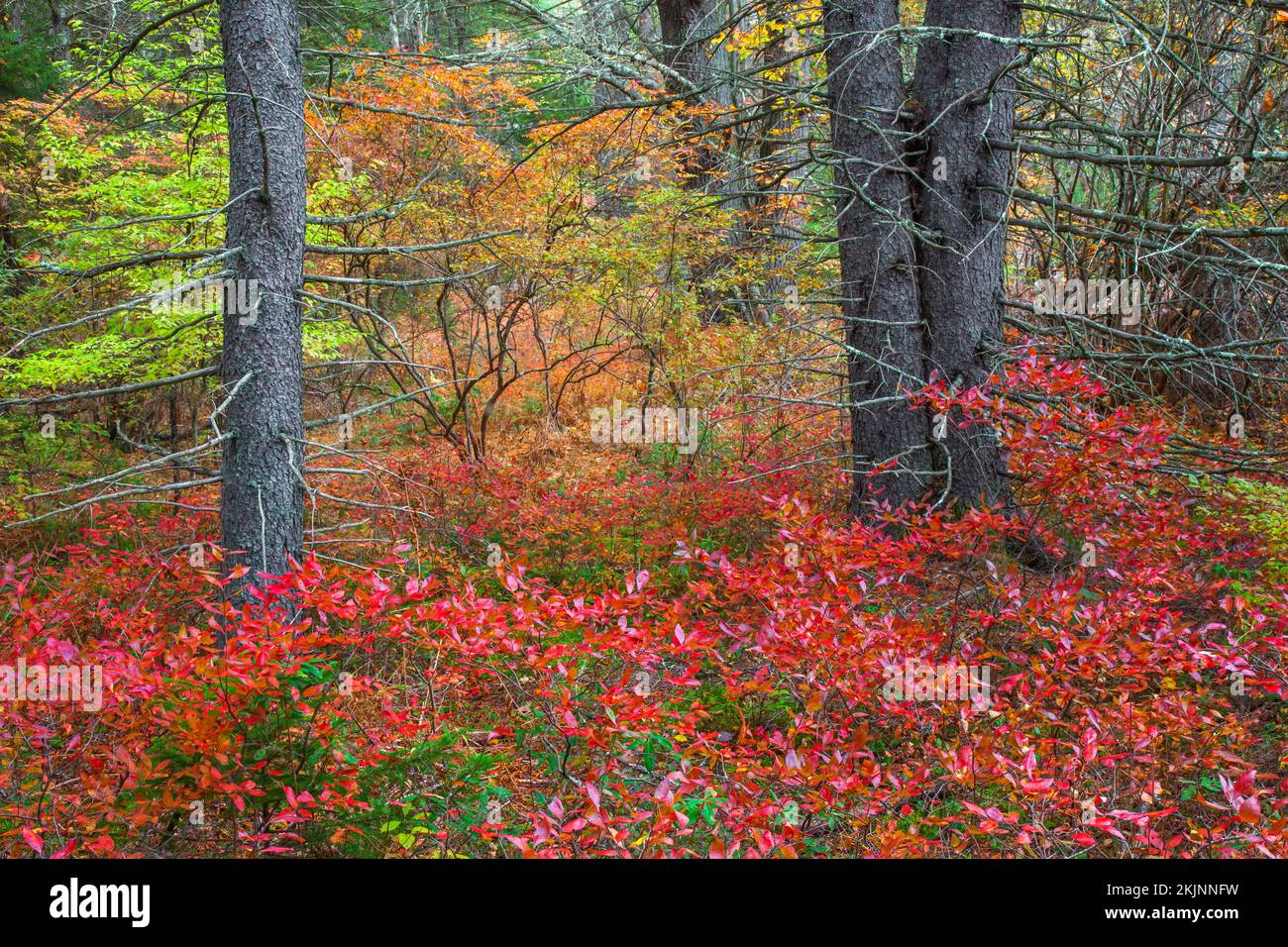 Una Sopuce rossa, Picea rubens, foresta in autunno nel. Pennsylvania; Monti Pocono Foto Stock