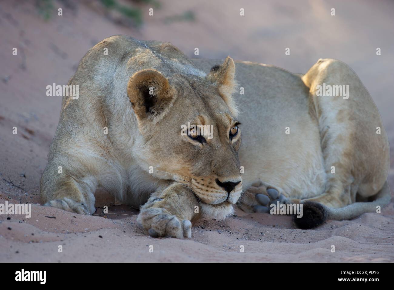 Leone (Panthera leo) Kgalagadi Parco transfrontaliero, Sudafrica Foto Stock