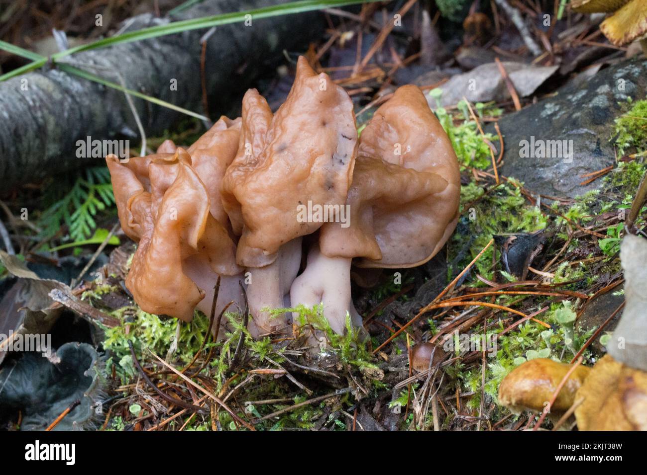 Effin sella funghi, Gyromitra infola, trovato crescere su un pendio di montagna sopra Callahan Creek, in Lincoln County, Montana nomi comuni per G. infu Foto Stock