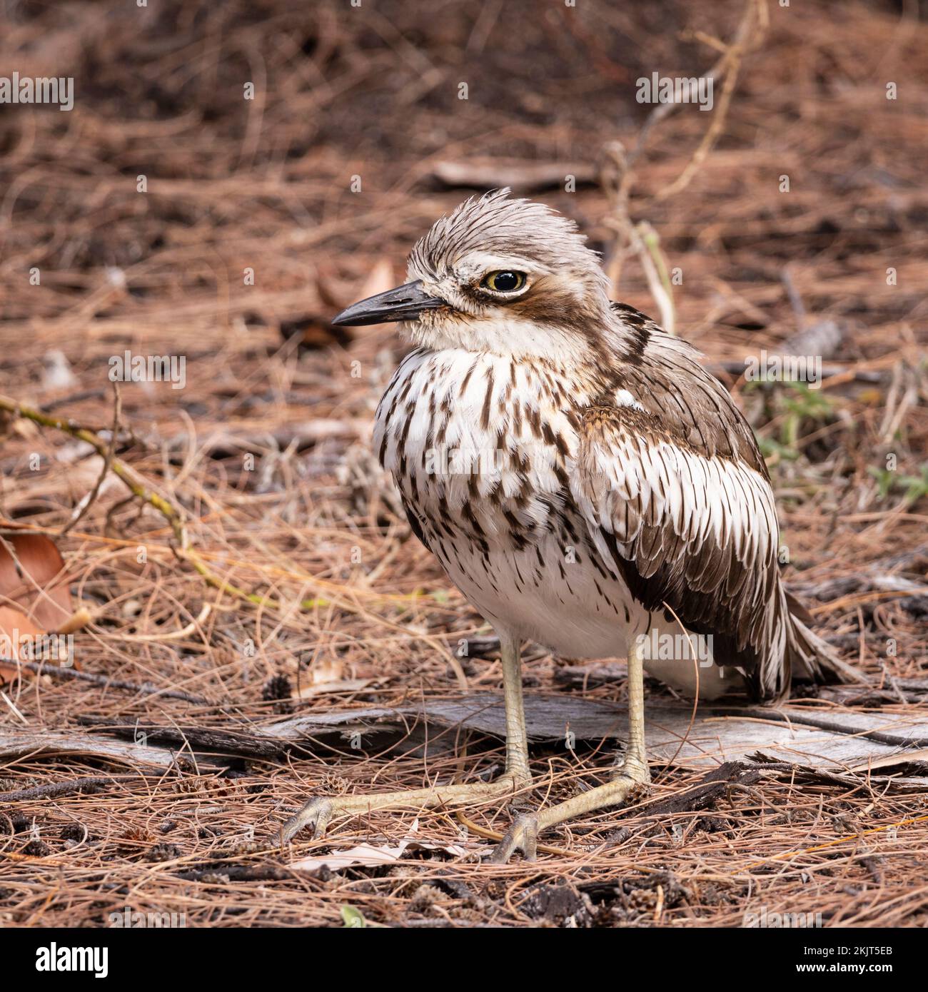 Bush cagliata di pietra uccello su isola magnetica in townsville australia Foto Stock