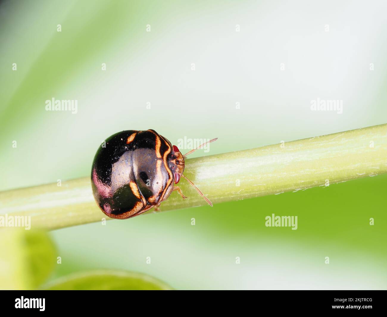 Bug identificato come Coptosoma xanthogramma (Black Stink Bug) a Maui, Hawaii Foto Stock