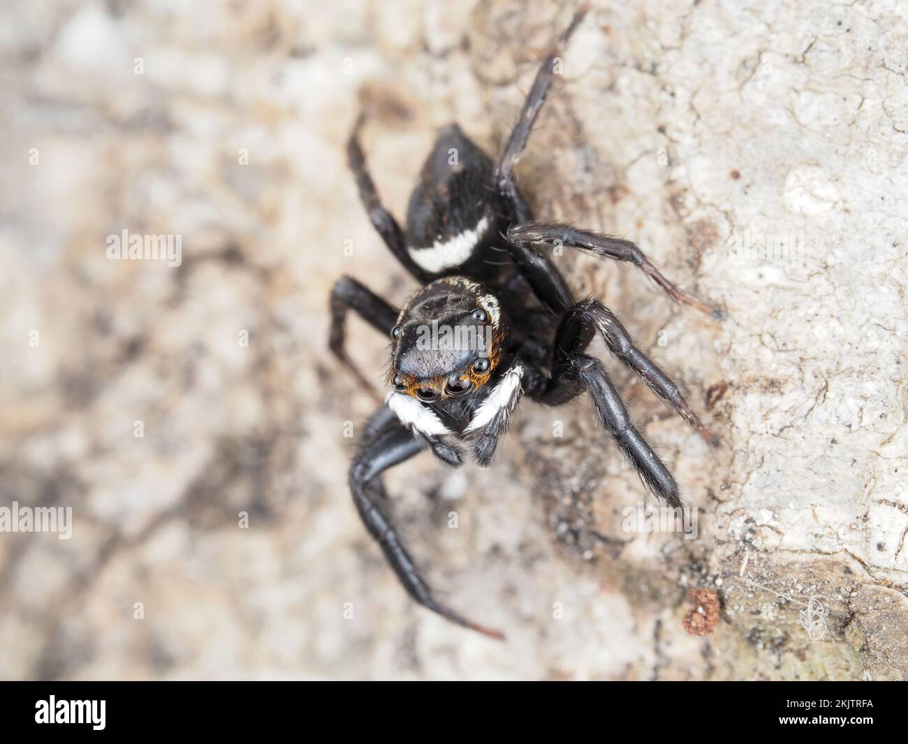 Ragno che salta da Maui, Hawaii - identificato come Hasarius adansoni (saltatore di casa di Adanson) maschio Foto Stock