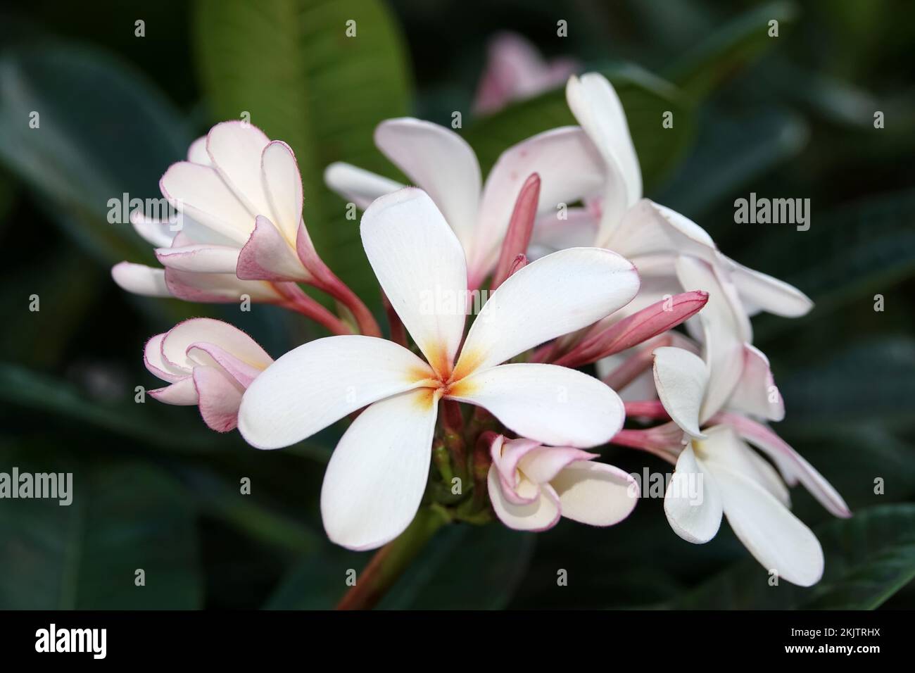 Plumeria fiori sulle Hawaii Foto Stock