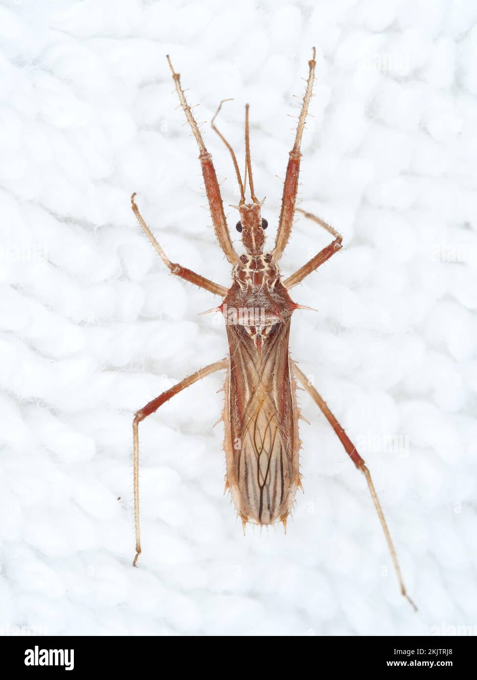 Un bug assassino identificato come Polididus armatissimus (Spiny Assassin bug) su Maui, Hawaii - bug macro Foto Stock