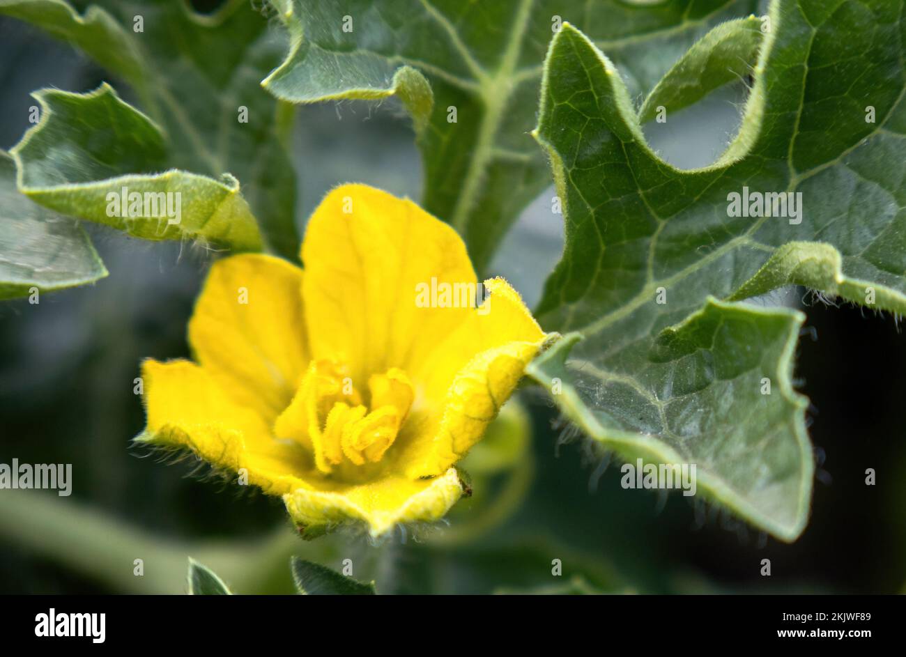 Un fiore di anguria femminile e maschile in primavera in una serra con terreno sabbiato Foto Stock