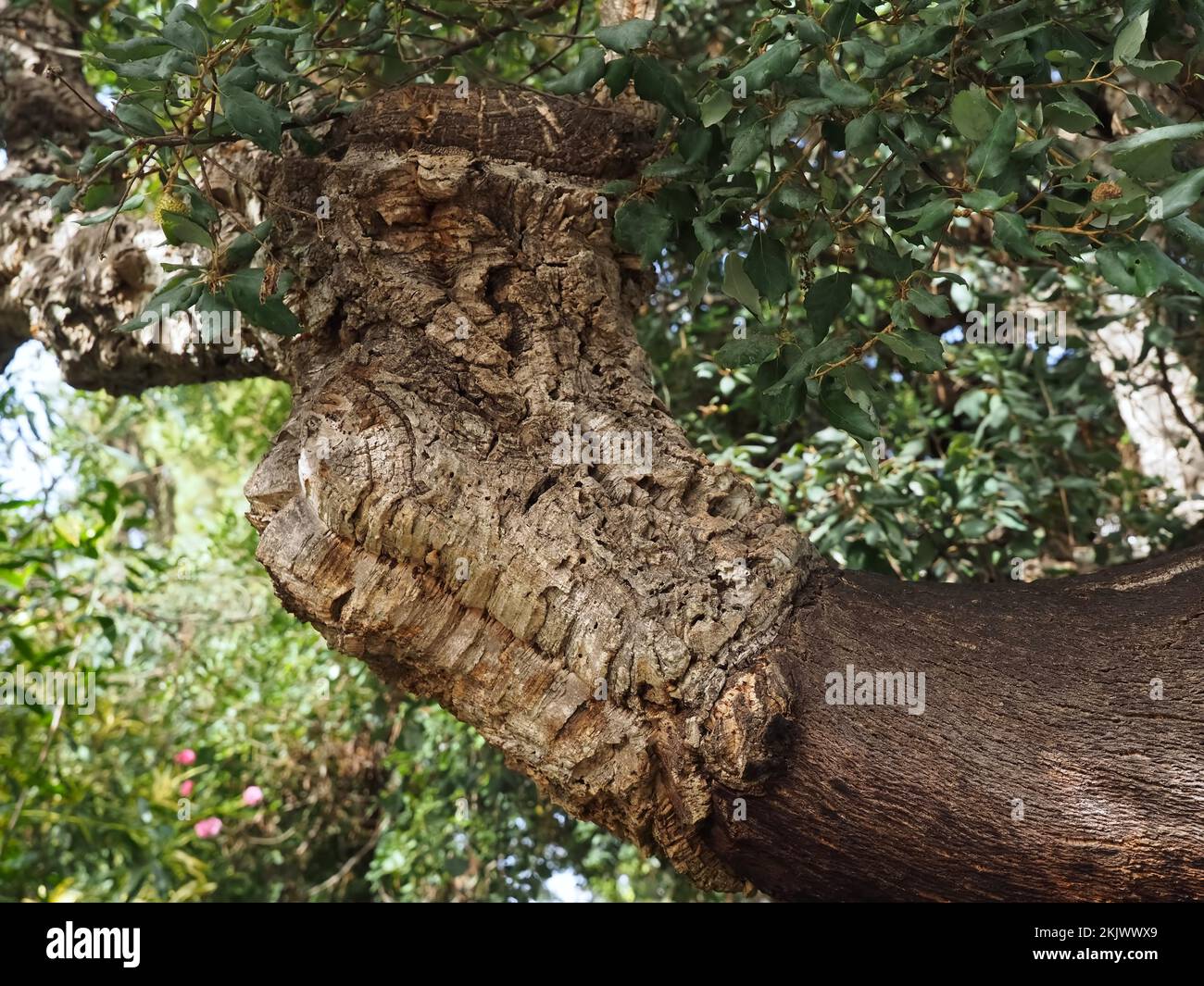 Abbaio da un albero di quercia del sughero in Portogallo Foto Stock