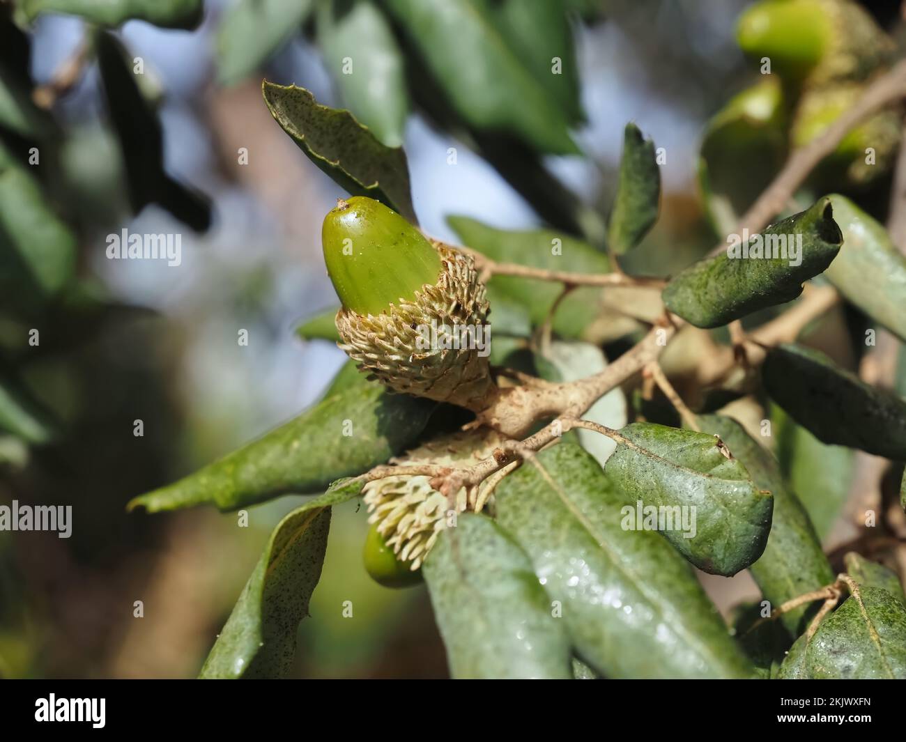 quercia di sughero con ghiande in Portogallo Foto Stock