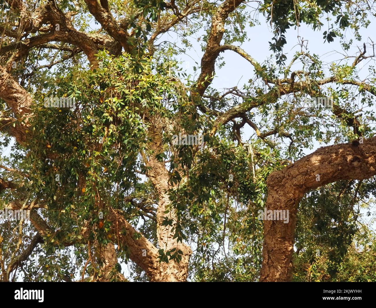 quercia di sughero con ghiande in Portogallo Foto Stock