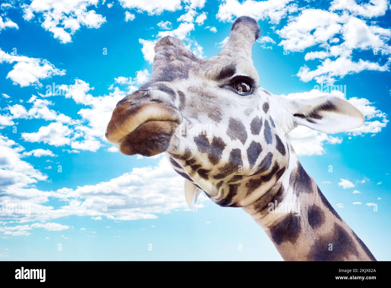 Un grande ritratto di testa giraffa con un'espressione facciale arrabbiata che guarda dall'alto verso il cielo blu estivo con soffici nuvole bianche Foto Stock