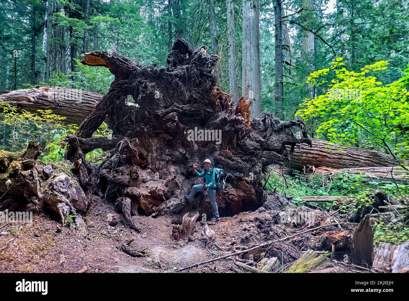 Escursioni nella vecchia foresta in crescita nelle Cascades del Nord, Pacific Crest Trail, Washington, Stati Uniti Foto Stock