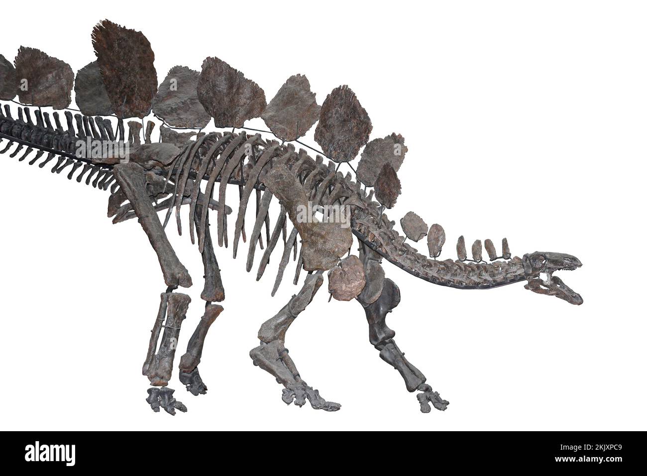 Stegosaurus stenops scheletro fossile Foto Stock