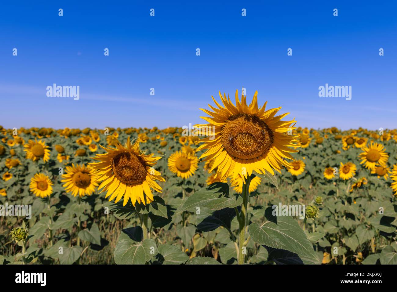 Luglio caldo sole mattina, un campo di grandi girasoli risveglio (Helianthus annuus) contro un cielo blu senza nuvole, 2 api sul fiore anteriore Foto Stock