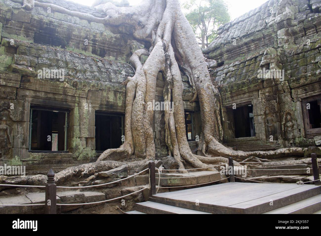 Spung albero che prende il controllo della galleria e distrugge la pietra, Ta Prohm, Siem Reap, Cambogia Foto Stock