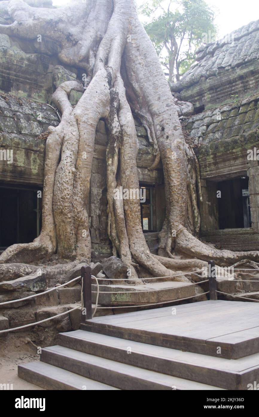 Spung albero che prende il controllo della galleria e distrugge la pietra, Ta Prohm, Siem Reap, Cambogia Foto Stock