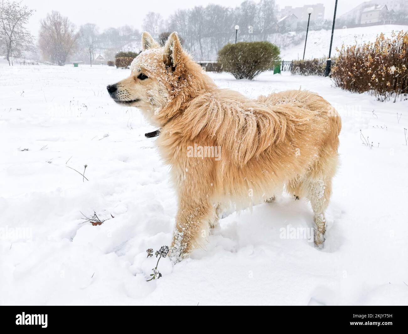 Cane irlandese nella neve giovane cane all'aperto in inverno Foto Stock