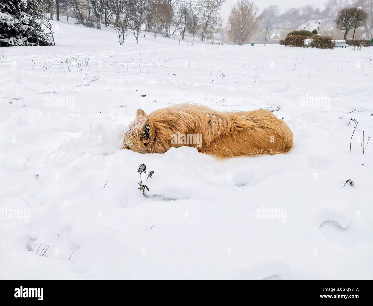 Irlandese giovane cane all'aperto in inverno Foto Stock