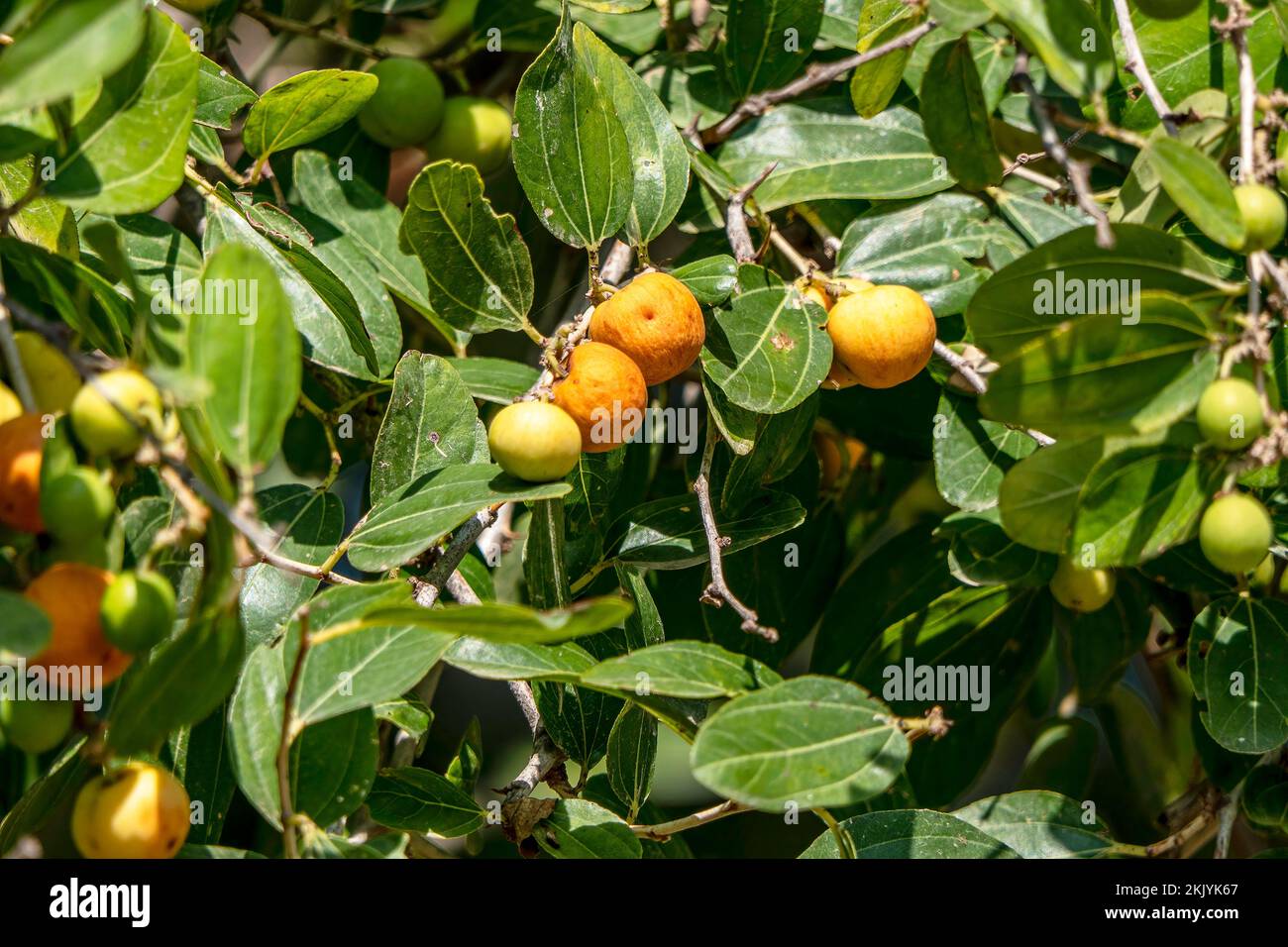 Maturazione Ziziphus spina-christi frutti tra foglie primo piano. Israele Foto Stock