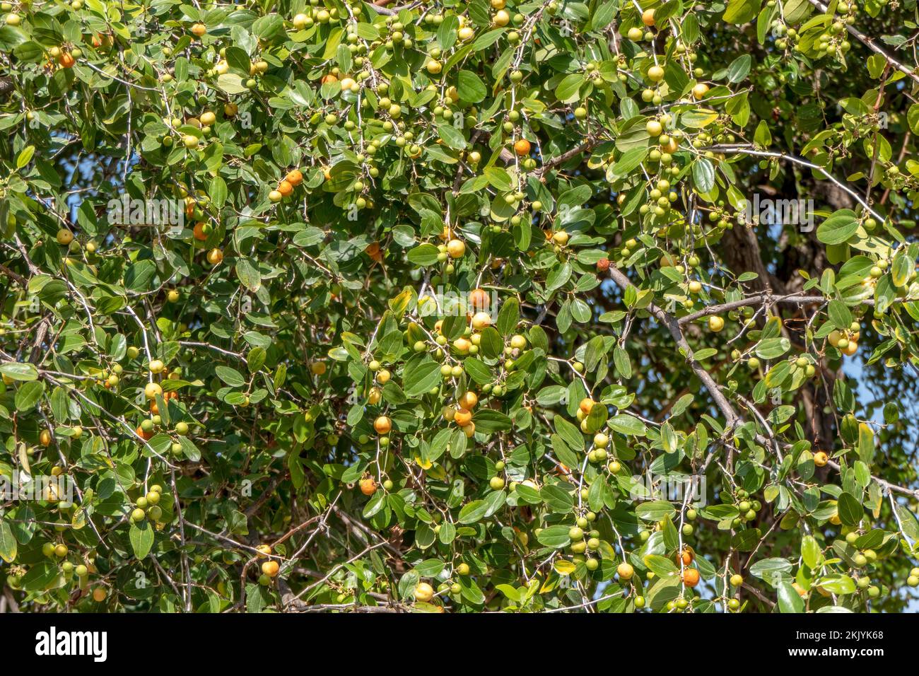 Maturazione Ziziphus spina-christi frutti tra foglie primo piano. Israele Foto Stock