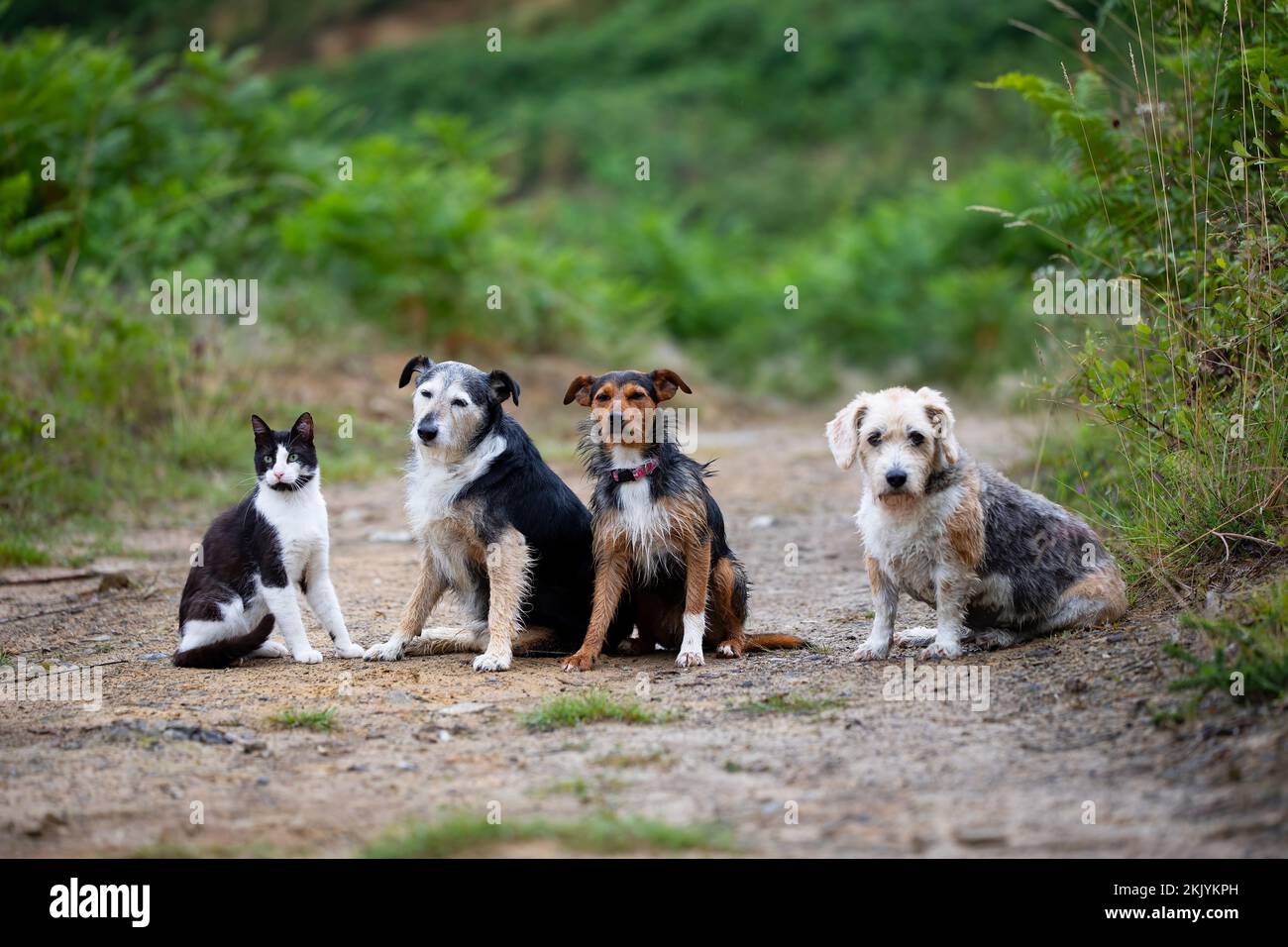 tre cani e un gatto seduti su un sentiero forestale con verde sullo sfondo. gatto e cucciolo bicolore, aquila e mouser senior. famiglia. copia spac Foto Stock