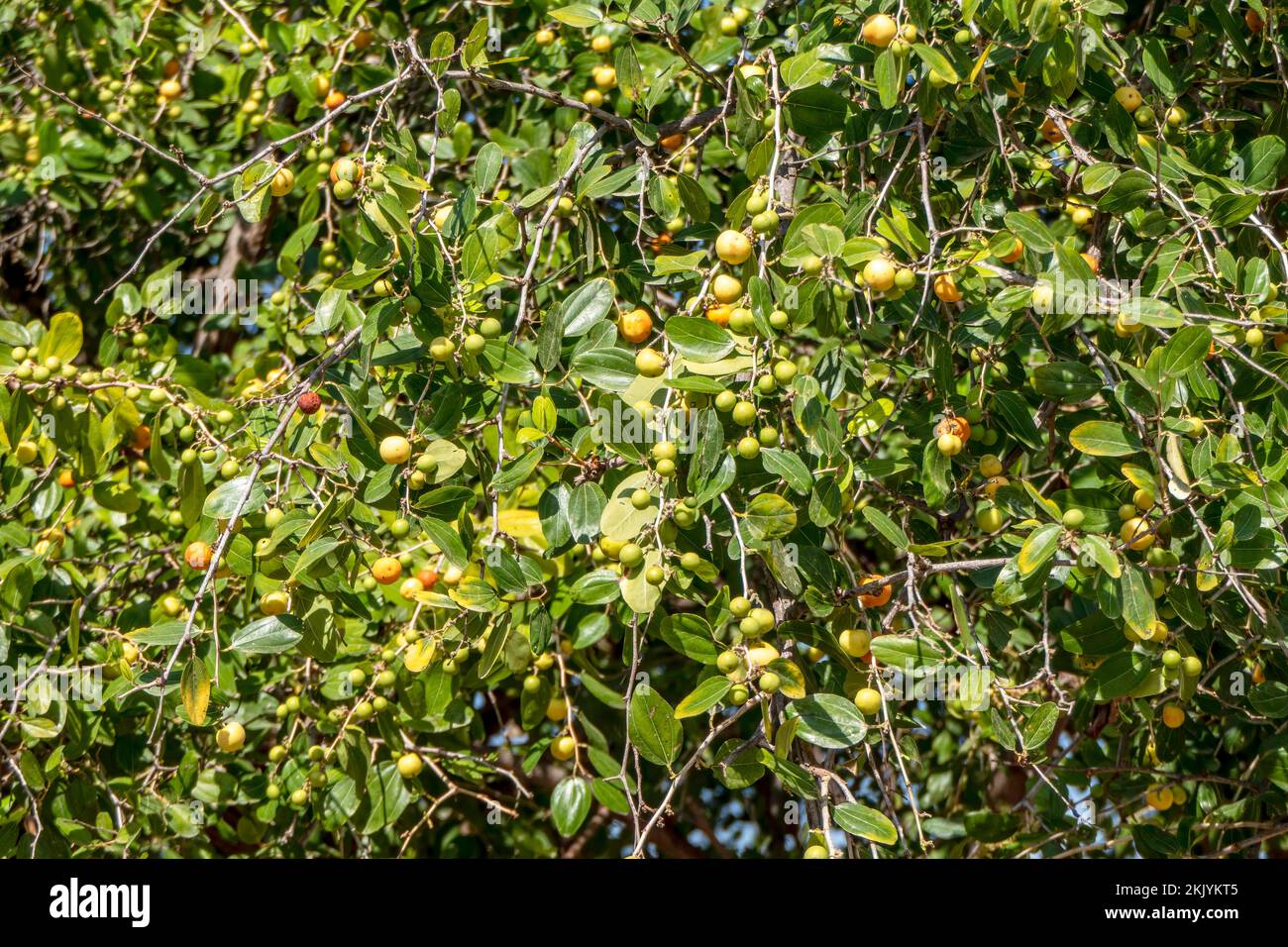 Maturazione Ziziphus spina-christi frutti tra foglie primo piano. Israele Foto Stock