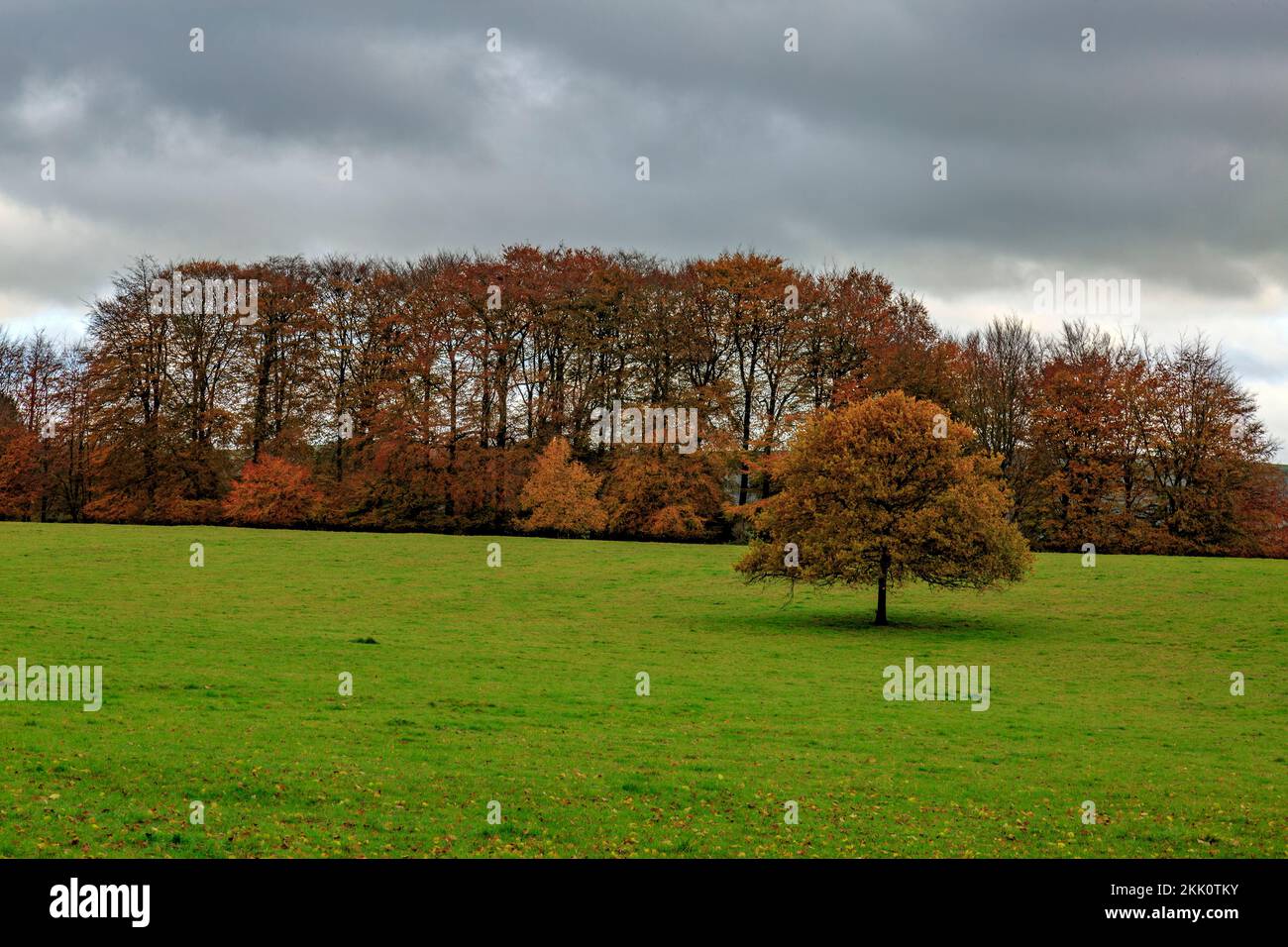 Spettacolare colore autunnale sulle faggete che si avvicinano a Stourhead House, Wiltshire, Inghilterra, Regno Unito Foto Stock