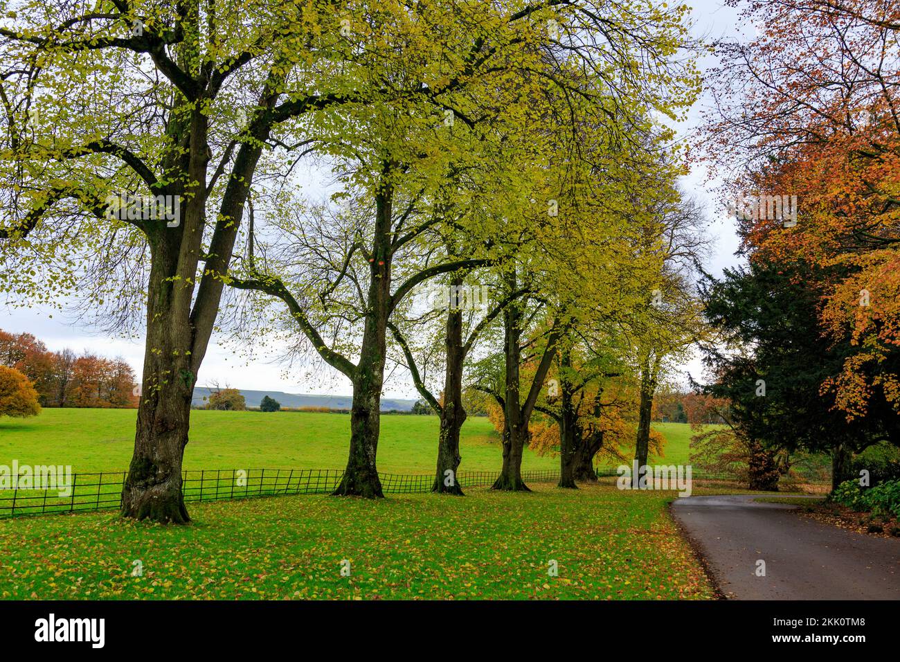 Spettacolare colore autunnale sulle faggete che si avvicinano a Stourhead House, Wiltshire, Inghilterra, Regno Unito Foto Stock