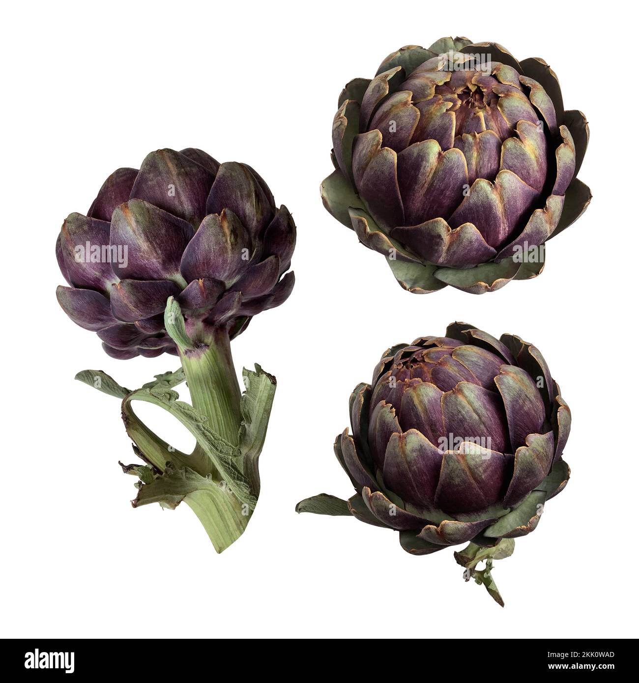 Carciofi set fresco violetto piante vegetali ritaglio primo piano, cibo crudo dieta biologica concetto, clipping percorso Foto Stock