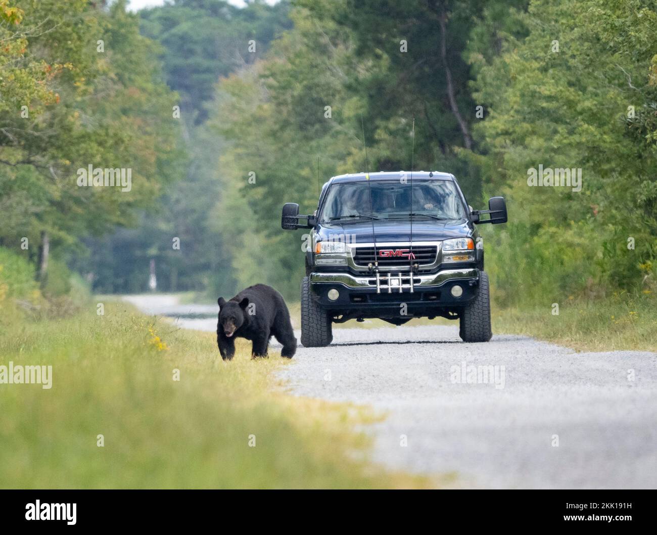 Orso nero americano (Ursus americanus) a piedi lungo una strada sterrata seguita da un veicolo Foto Stock