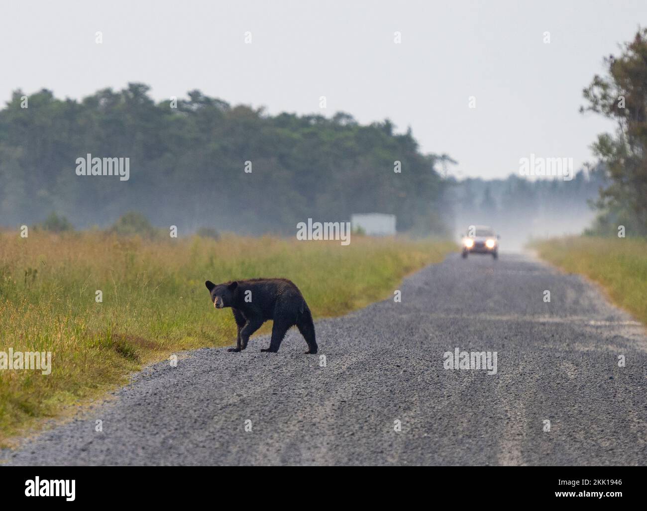 American Black Bear (Ursus americanus) attraversando la strada con l'auto in background Foto Stock