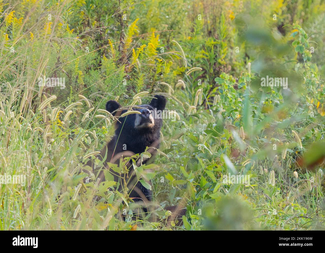 La testa dell'orso nero americano (Ursus americanus) è sparata in erba alta Foto Stock