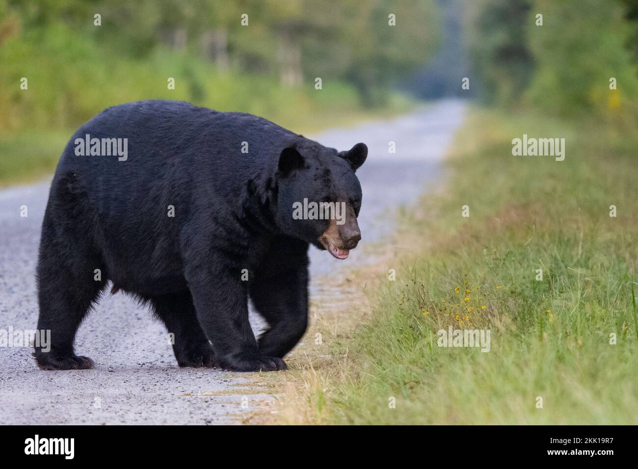 American Black Bear (Ursus americanus) attraversando la strada di ghiaia Foto Stock