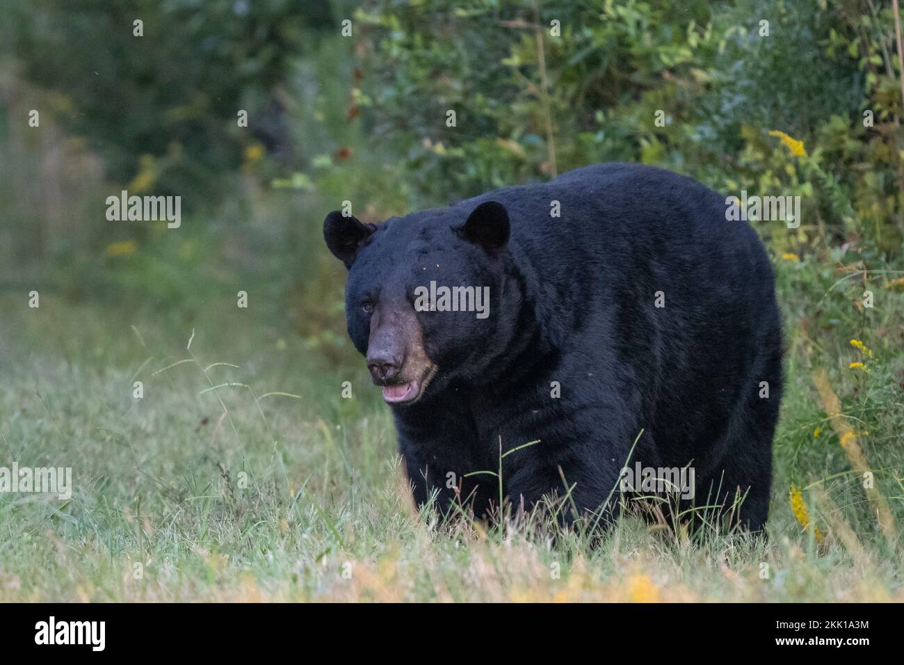 Orso Nero Americano (Ursus americanus) a piedi lungo il bordo della foresta Foto Stock