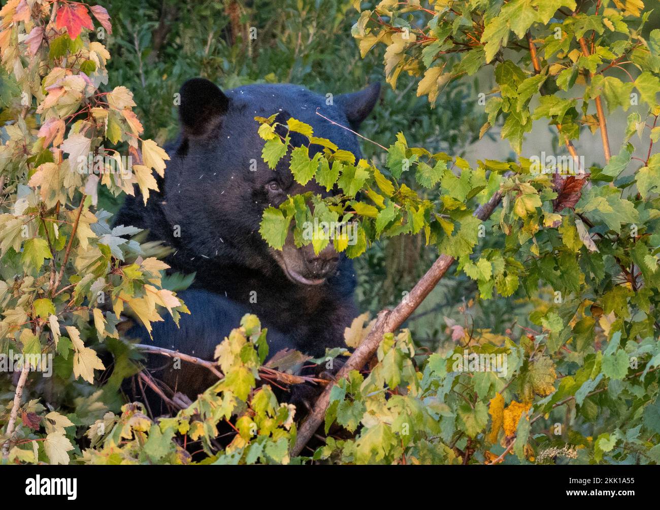 L'orso nero americano (Ursus americanus) ha sparato la testa guardando fuori dalla crescita del pennello alto Foto Stock