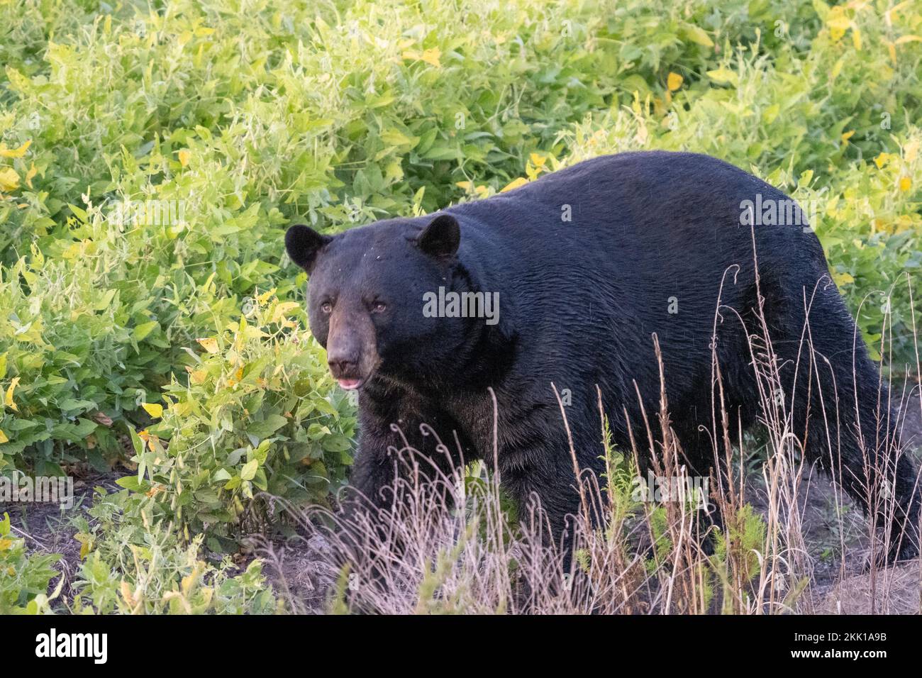 American Black Bear (Ursus americanus) Foto Stock