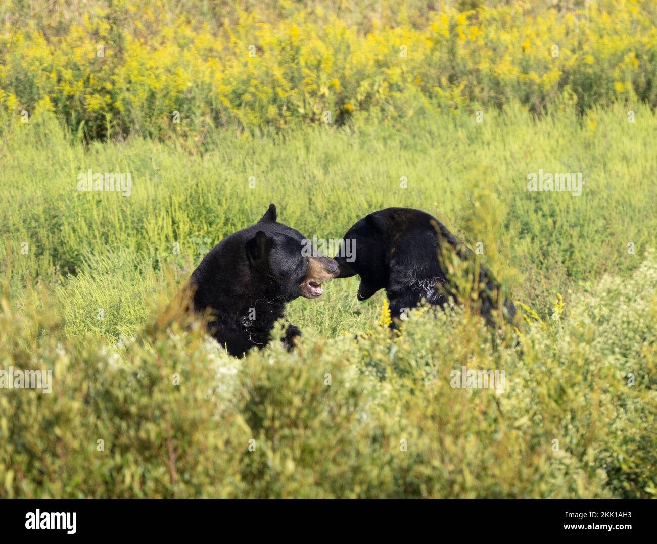 Gli orsi neri americani (Ursus americanus) combattono in un campo di soia Foto Stock