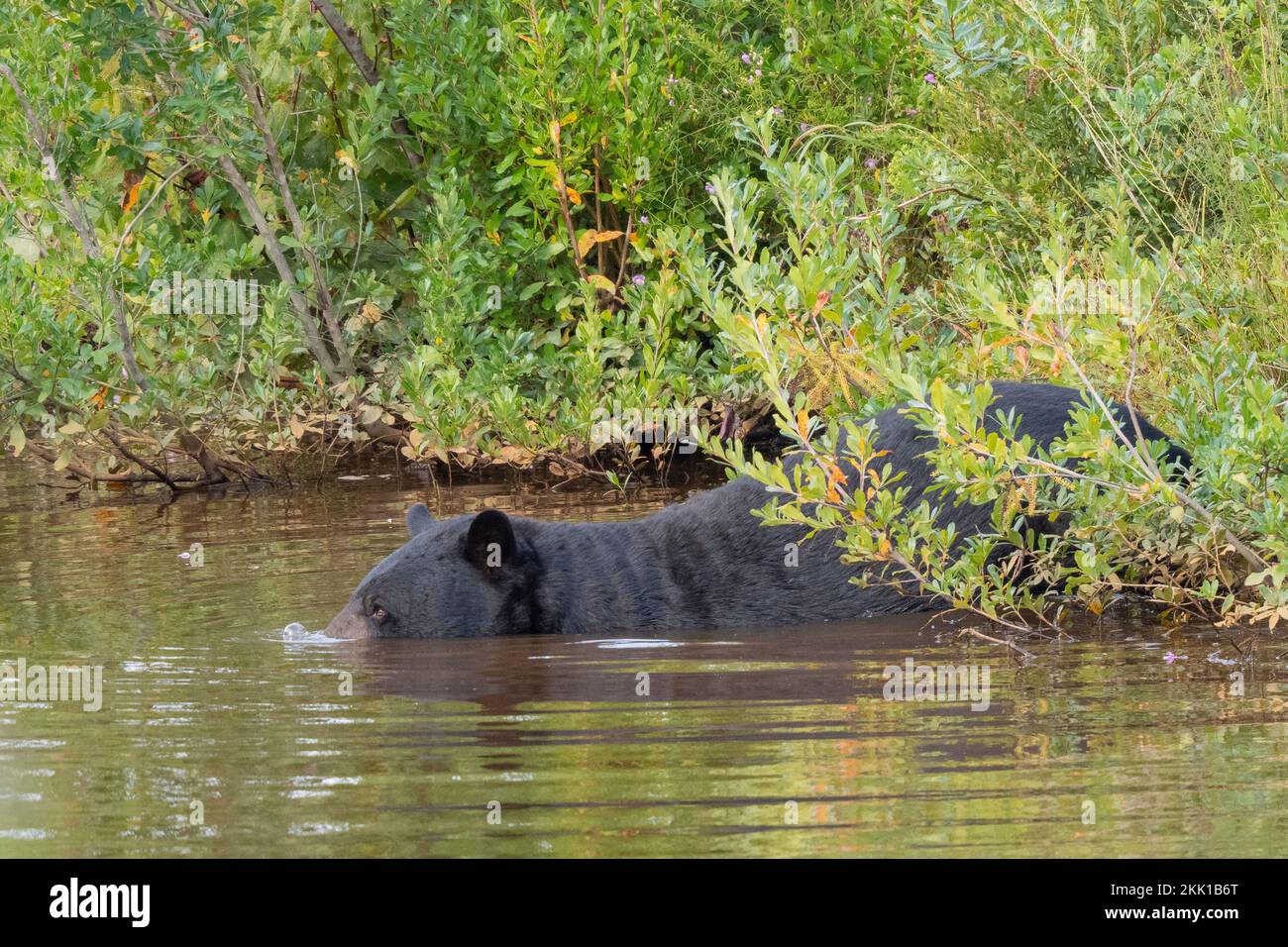 Orso Nero Americano (Ursus americanus) che nuota attraverso un ruscello Foto Stock