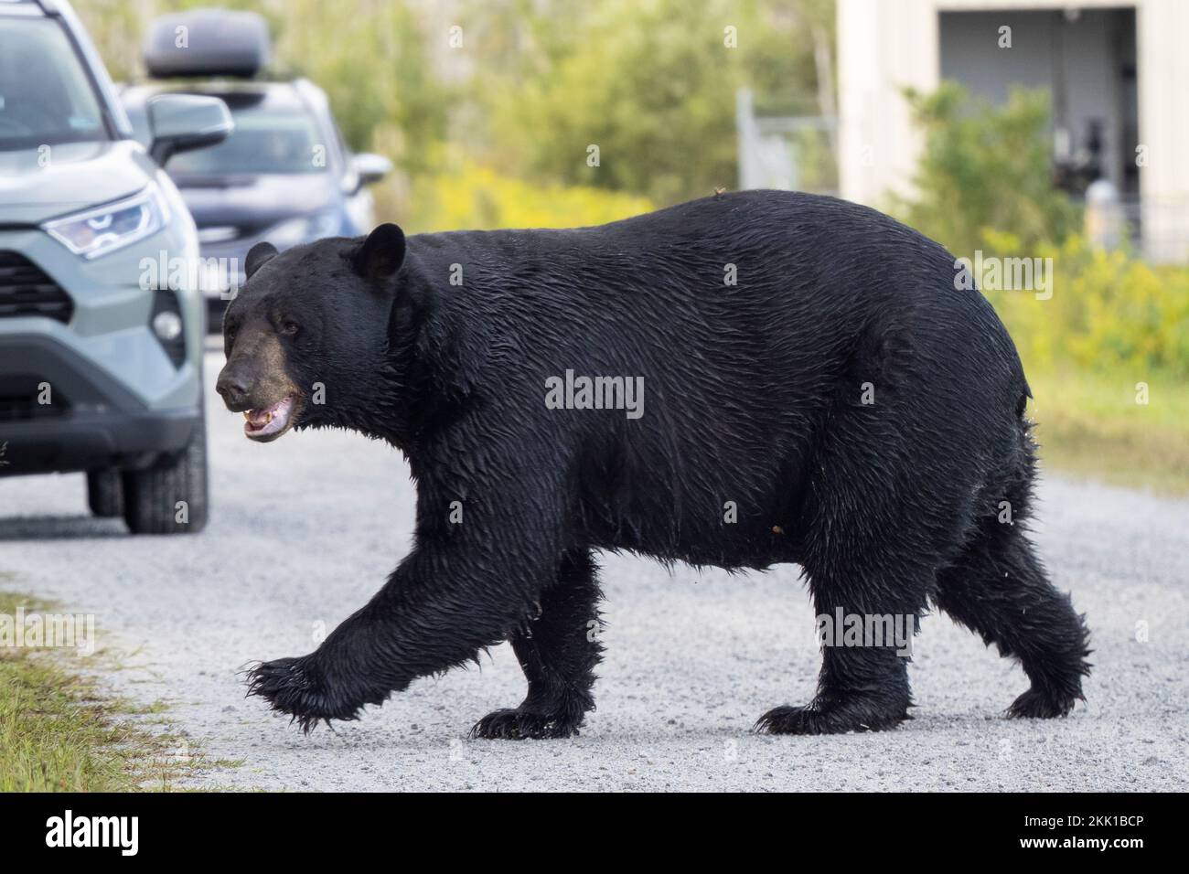 American Black Bear (Ursus americanus) attraversando la strada di ghiaia di fronte ai veicoli Foto Stock