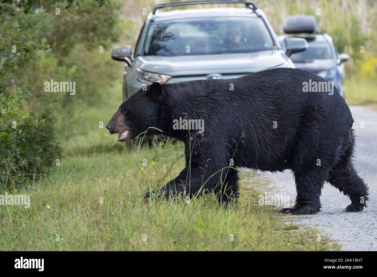 American Black Bear (Ursus americanus) attraversando la strada di ghiaia di fronte ai veicoli Foto Stock